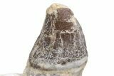 Fossil Primitive Whale (Pappocetus) Jaw Section - Morocco #225293-3